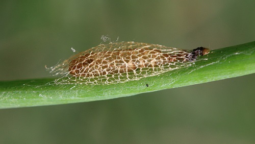 La teigne du poireau - Acrolepiopsis assectella