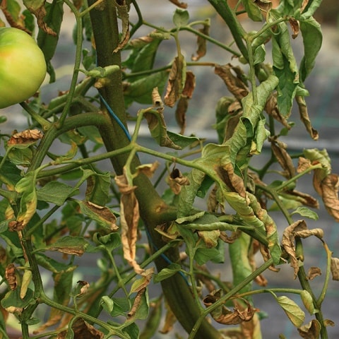 Acarien bronzé - Aculops lycopersici