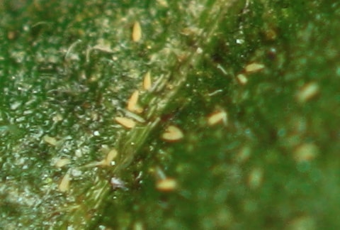 Acarien bronzé - Aculops lycopersici