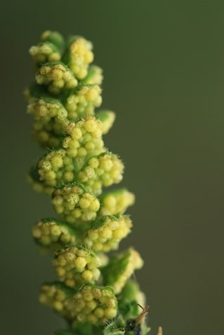 Ambrosia artemisiifolia - Ambroisie