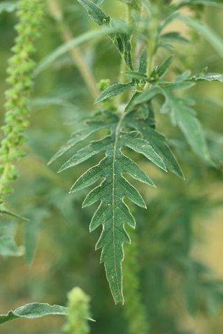Ambrosia artemisiifolia - Ambroisie