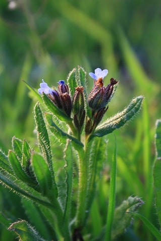 Anchusa arvensis - Buglosse des champs
