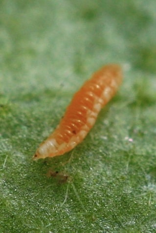 Aphidoletes aphidimyza