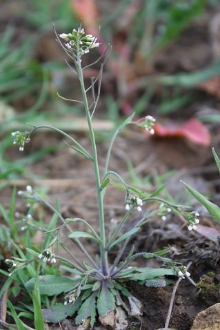 Arabidopsis thaliana - Arabette de Thalius