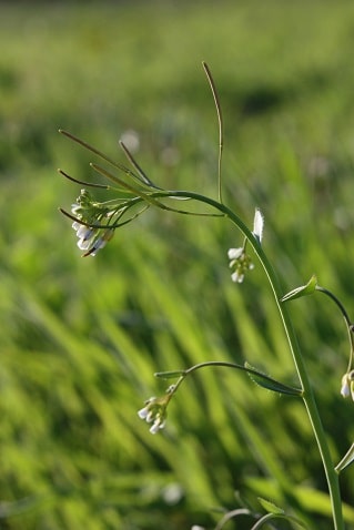 Arabidopsis thaliana - Arabette de Thalius