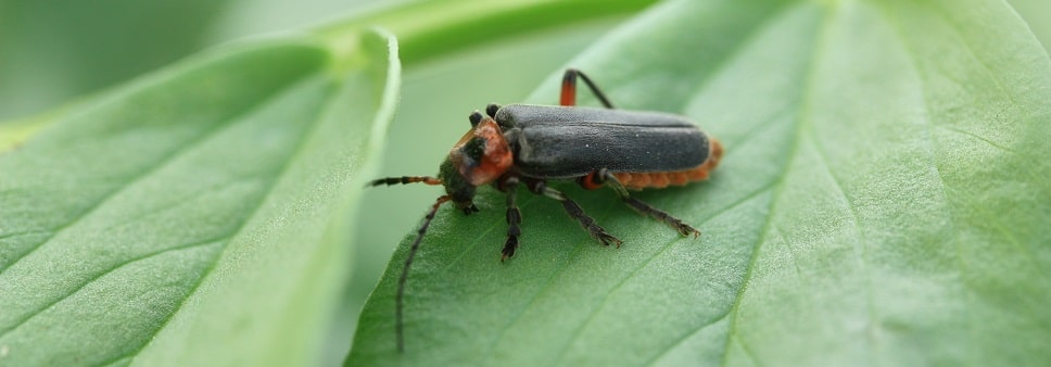 Cantharis rustica - Cantharide moine