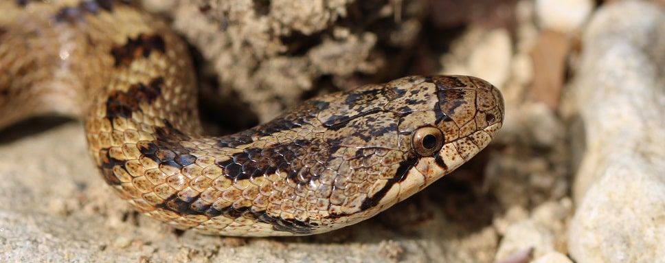 Coronelle girondine - Coronella girondica