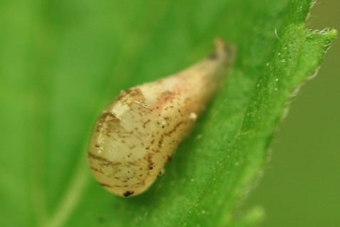 Episyrphus balteatus - Syrphe ceinturé