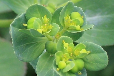 Euphorbia helioscopia - Mélitte