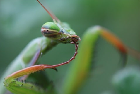 Mantis religiosa - Mante religieuse
