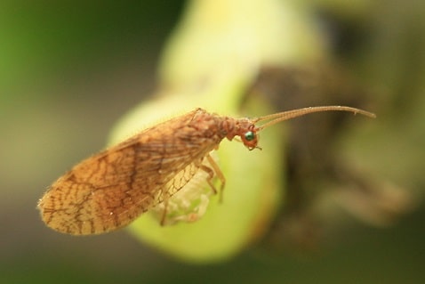 Chrysope brune - Micromus angulatus
