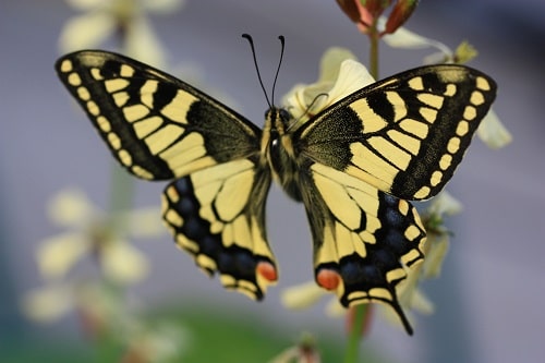Papilio machaon - Machaon