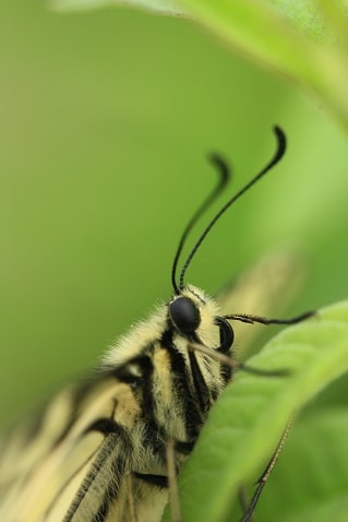 Papilio machaon - Machaon