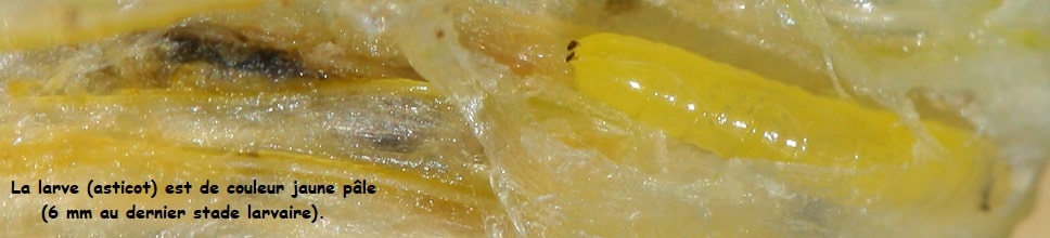 La mineuse du poireau - Phytomyza gymnostoma