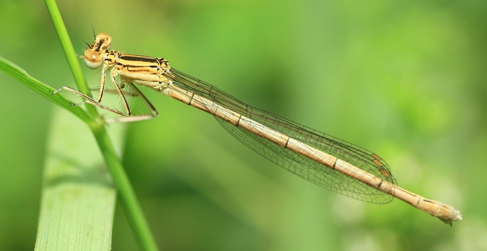 Platycnemis pennipes - Pennipatte bleuâtre