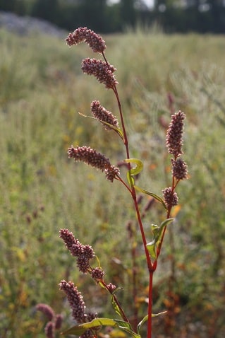 Polygonum persicaria - Renouée persicaire