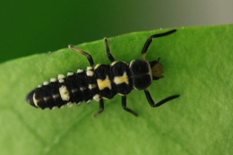 Propylea quatuordecimpunctata - Coccinelle à 14 points larve