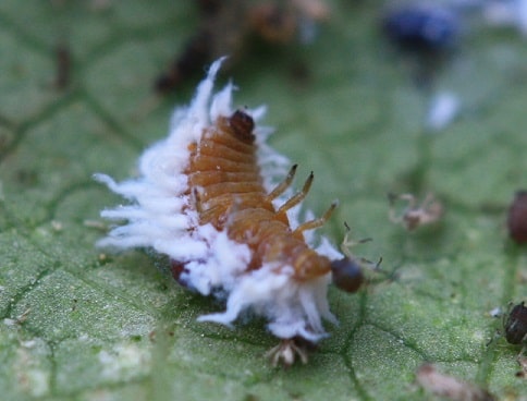 Scymnus scymnus - Coccinelle scymnine larve