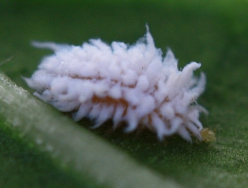 Scymnus larve - Coccinelle scymnine larve