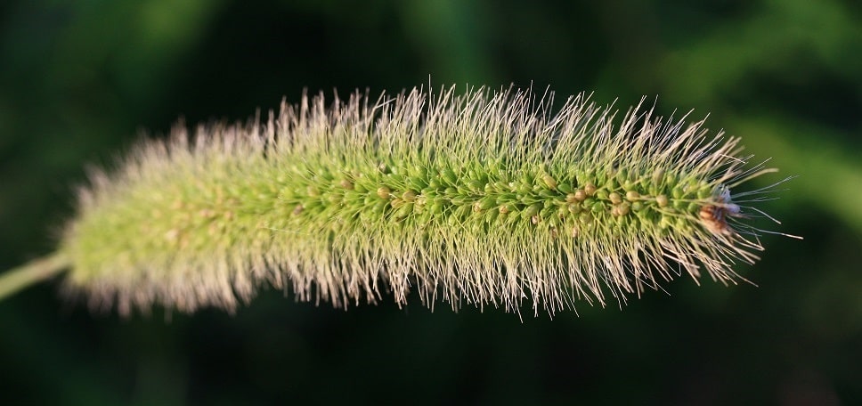 Sétaire verte - Setaria viridis