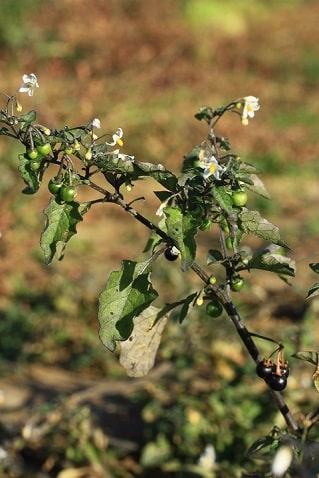 Morelle noire - Solanum nigrum