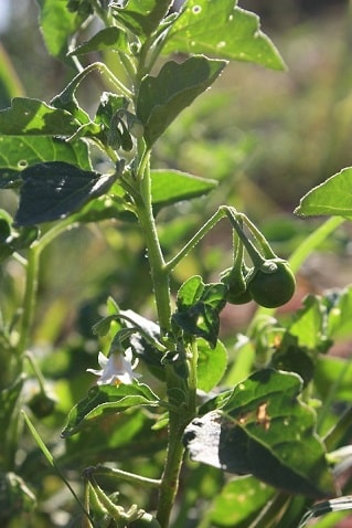 Morelle noire - Solanum nigrum