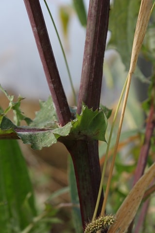 Sonchus oleraceus - Laiteron des jardins