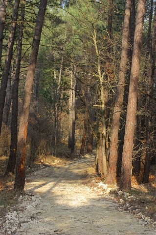 Bois de pin maritime, forêt communale de la Bégude-de-Mazenc