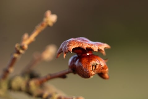 Andricus dentimitratus