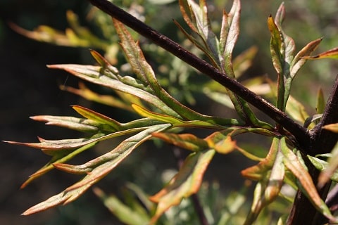 Artemisia vulgaris - Armoise commune