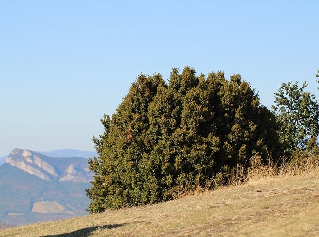 >Buxus sempervirens - Buis