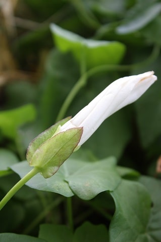 Convolvulus sepium - Liseron blanc