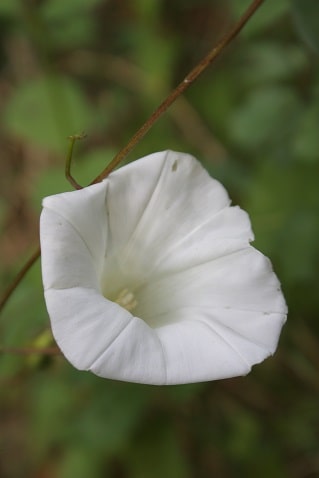 Convolvulus sepium - Liseron blanc
