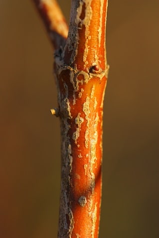 Cornus sanguinea - Cornouiller sanguin