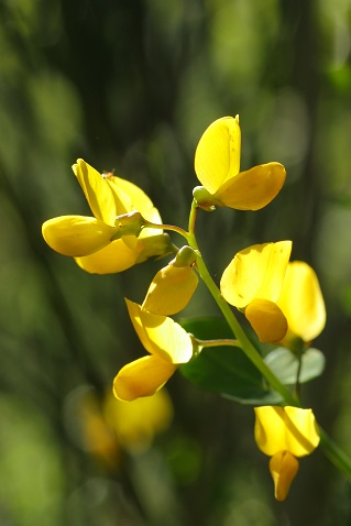 Cytisophyllum sessilifolium - Cytise à feuilles sessiles