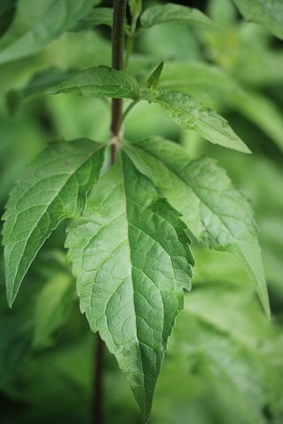 Eupatorium cannabinum - Eupatoire à feuilles de chanvre