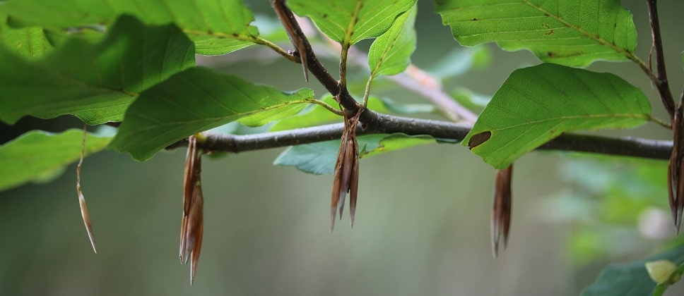 Fagus sylvatica - Hêtre
