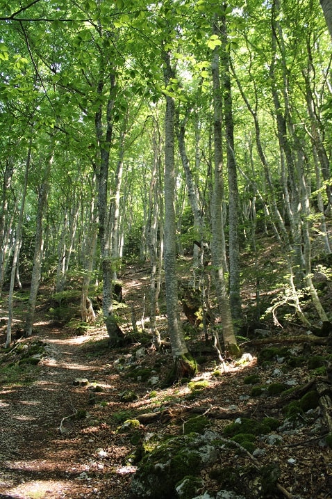Fagus sylvatica - Hêtre