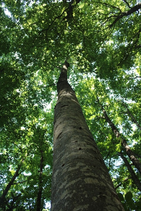 Fagus sylvatica - Hêtre