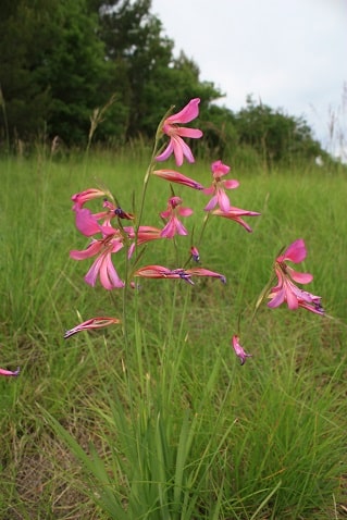 Gladiolus italicus - Glaïeul des moissons