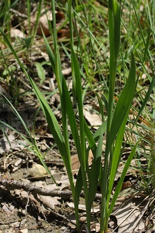 Gladiolus italicus - Glaïeul des moissons