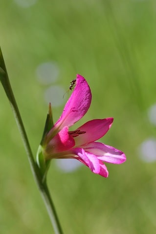 Gladiolus italicus - Glaïeul des moissons