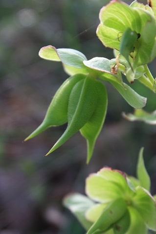 Helleborus foetidus - Hellébore fétide