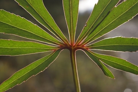 Helleborus foetidus - Hellébore fétide