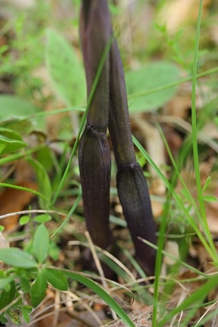 Limodorum abortivum - Limodore à feuilles avortées