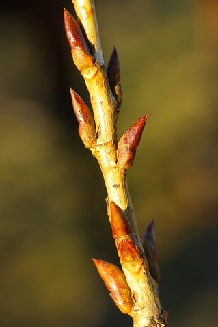 Populus nigra - Peuplier noir