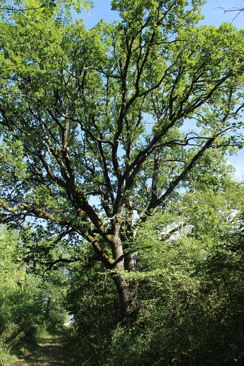 Quercus pubescens - Chêne pubescent