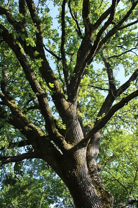 Quercus pubescens - Chêne pubescent