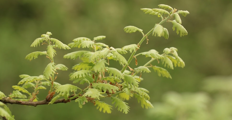 Quercus pubescens - Chêne pubescent