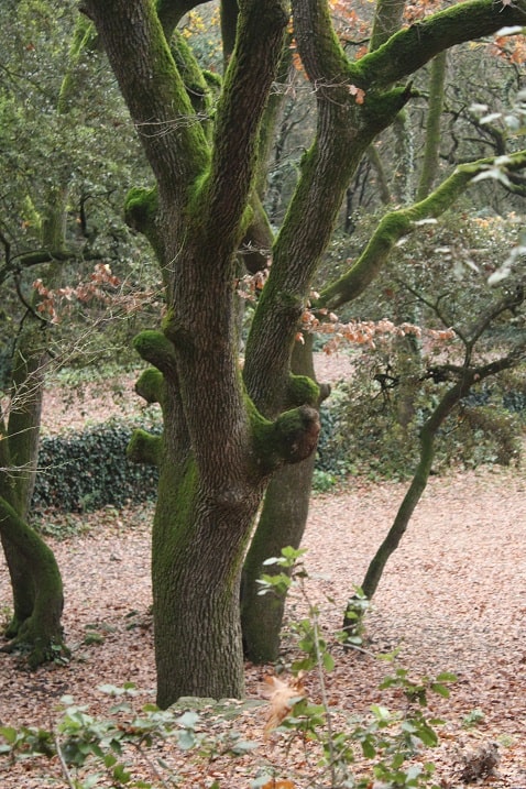 Quercus pubescens - Chêne pubescent